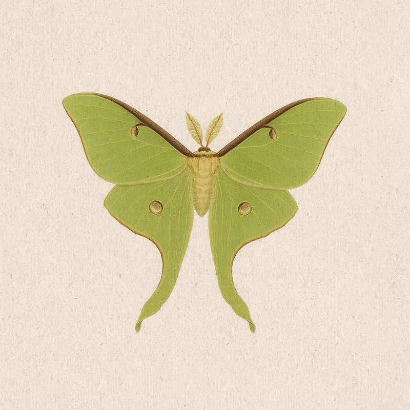 Luna Moth