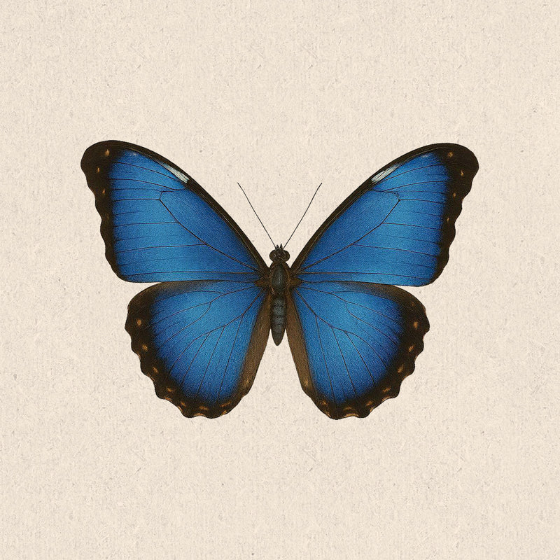 Morpho Butterfly