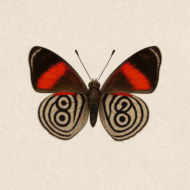 Eighty Eight Butterfly
