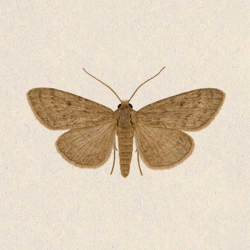 House Moth